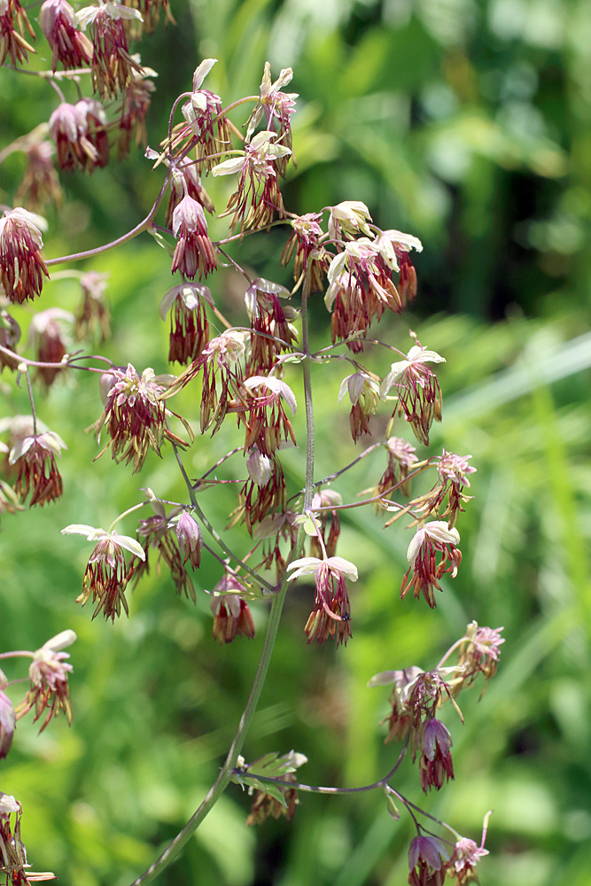 Изображение особи Thalictrum minus.