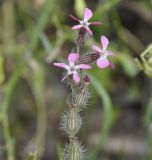 Silene gallica