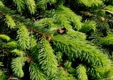 Picea abies. Ветка с молодыми побегами и шмелём ('Pendula'). Германия, г. Дюссельдорф, Ботанический сад университета. 04.05.2014.