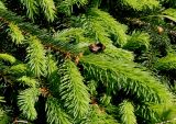 Picea abies