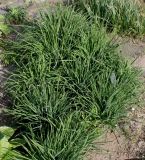 Anthericum ramosum. Вегетирующие растения. Германия, г. Дюссельдорф, Ботанический сад университета. 04.05.2014.
