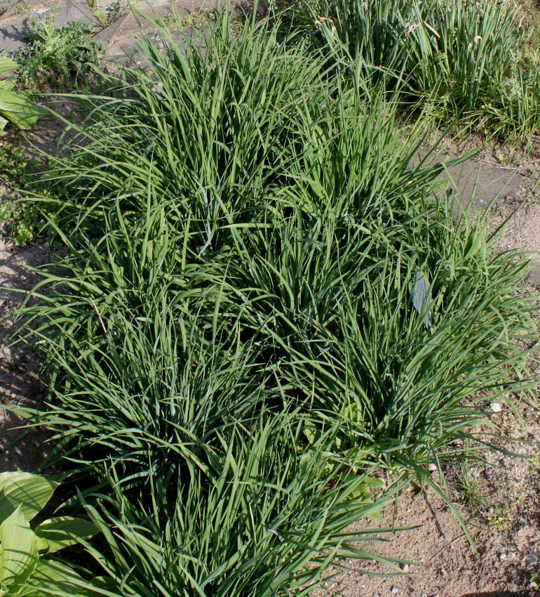 Image of Anthericum ramosum specimen.