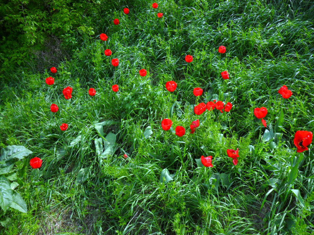 Изображение особи род Tulipa.