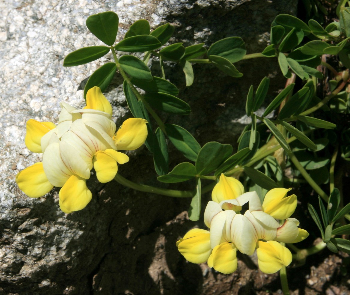 Image of Securigera balansae specimen.