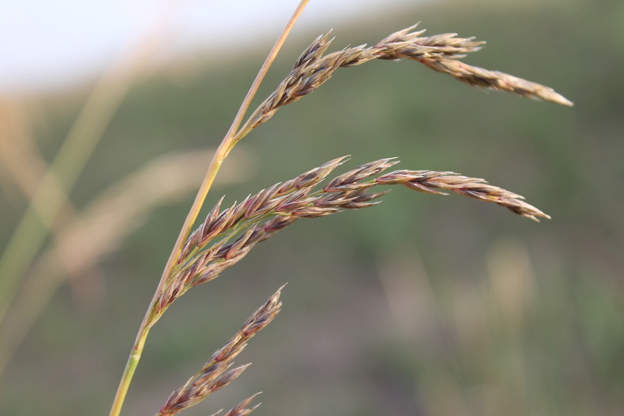 Изображение особи Festuca regeliana.