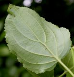 Rhamnus tinctoria. Лист (нижняя сторона). Германия, г. Дюссельдорф, Ботанический сад университета. 02.06.2014.