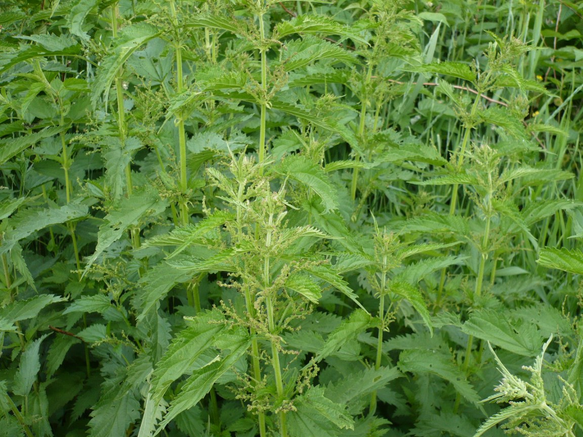 Image of Urtica galeopsifolia specimen.