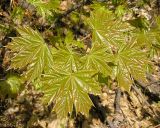 Acer platanoides