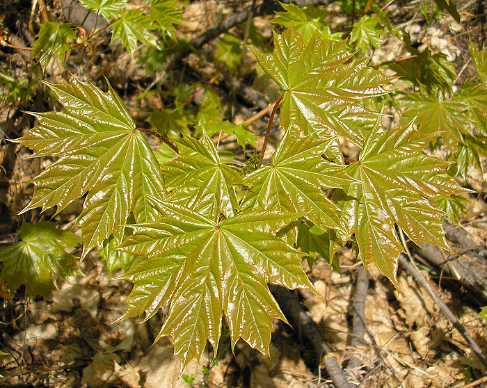 Изображение особи Acer platanoides.