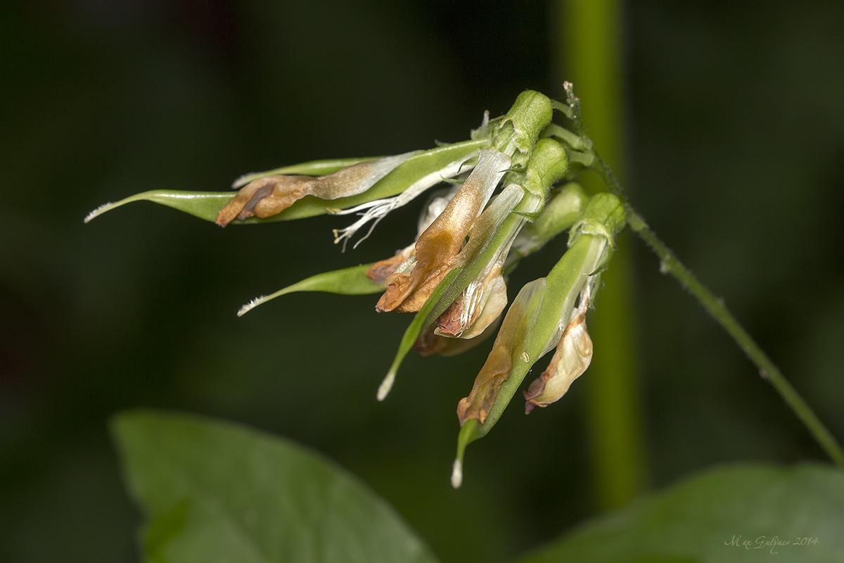 Изображение особи Lathyrus aureus.