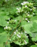 Origanum vulgare ssp. viride