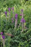 Oxytropis campanulata