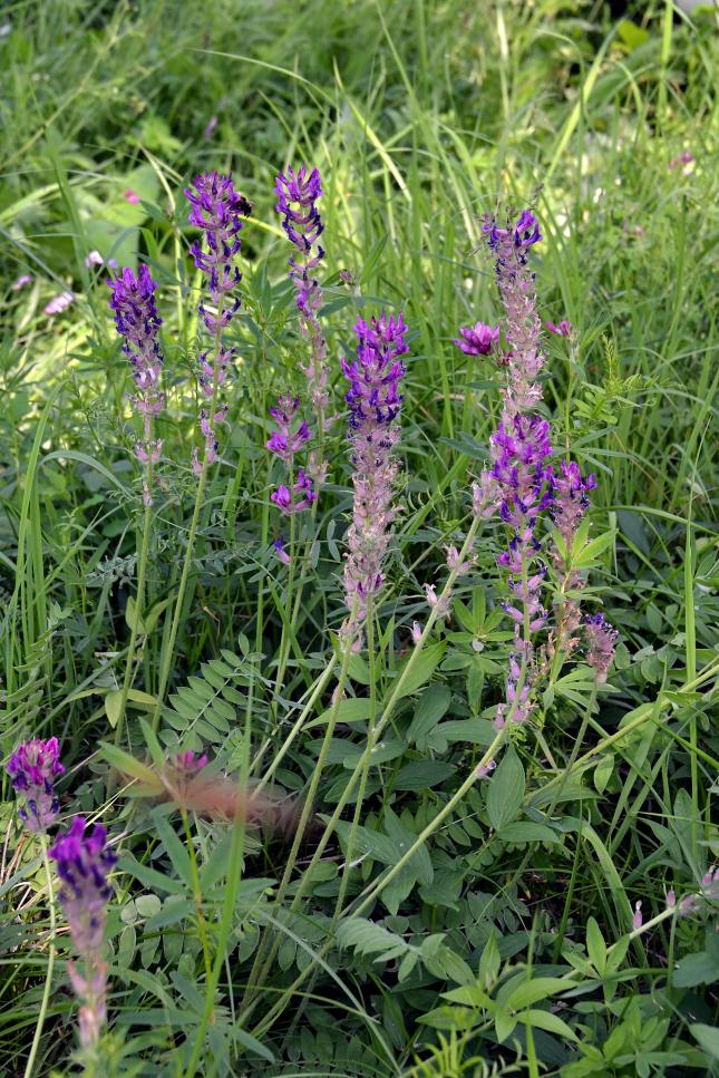 Изображение особи Oxytropis campanulata.