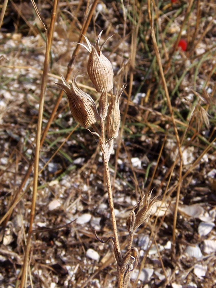 Image of Pleconax subconica specimen.