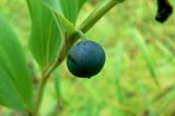 Polygonatum odoratum