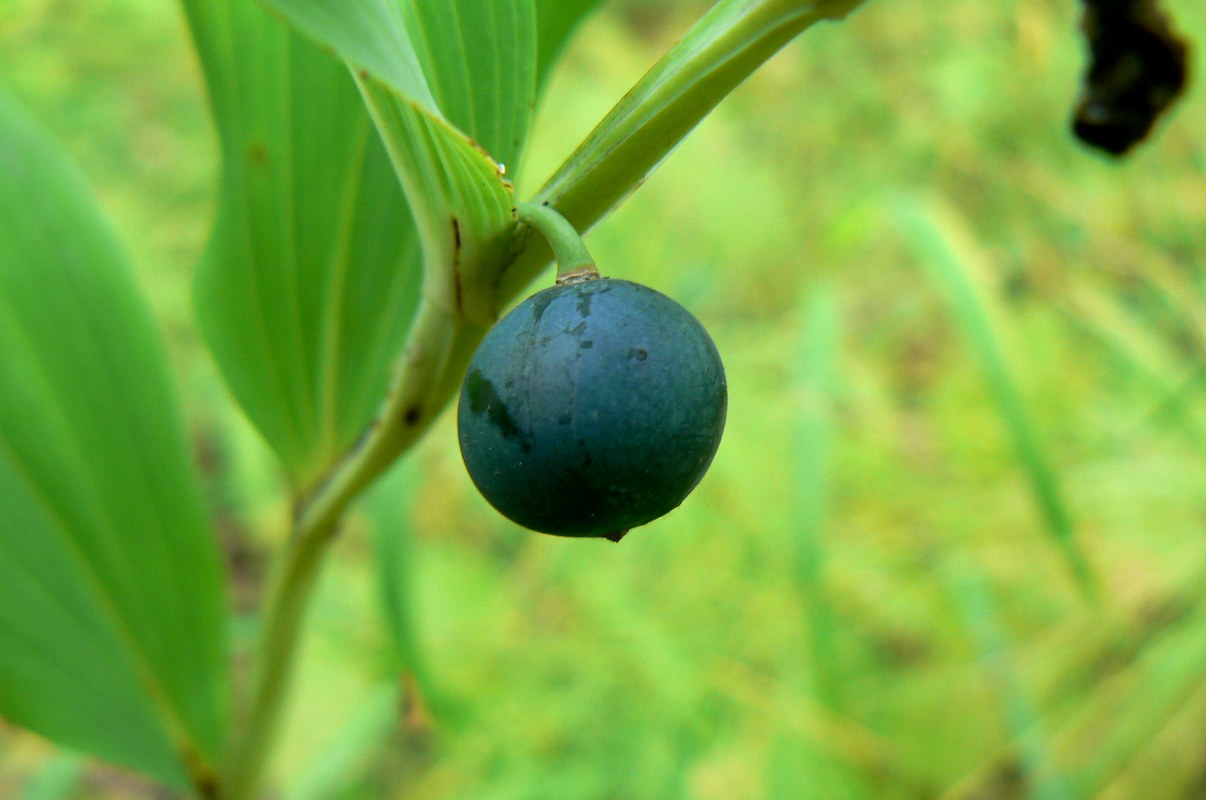 Image of Polygonatum odoratum specimen.