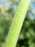 Althaea armeniaca