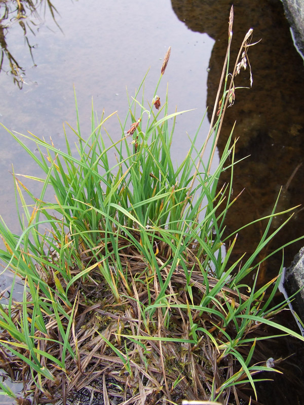 Изображение особи Carex limosa.