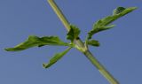 Valeriana tripteris. Листья в средней части побега. Германия, г. Дюссельдорф, Ботанический сад университета. 04.09.2014.