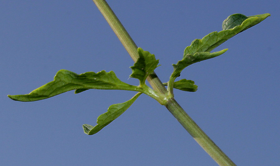 Image of Valeriana tripteris specimen.