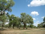 Populus diversifolia. Вегетирующие растения. Казахстан, Южное Прибалхашье, дельта р. Или в окр. с. Жельторангы. 22 мая 2012 г.