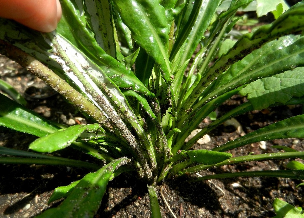 Image of Gazania rigens specimen.
