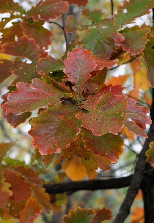 Изображение особи Quercus dentata.