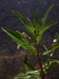 Veronica anagallis-aquatica