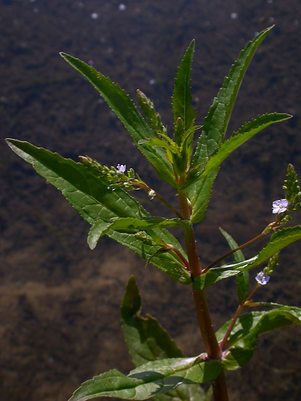 Изображение особи Veronica anagallis-aquatica.