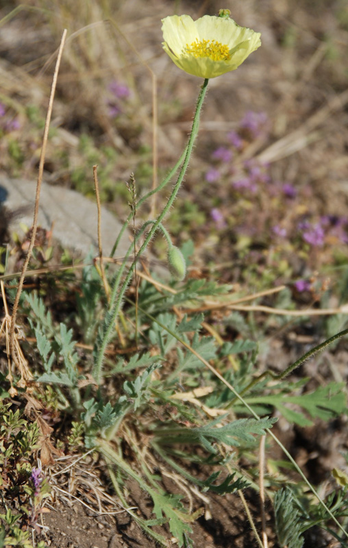 Image of Papaver nudicaule specimen.