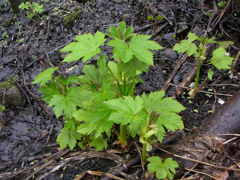 Изображение особи Filipendula camtschatica.