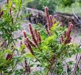 Amorpha fruticosa. Цветущий куст. Южный Берег Крыма, окр. пос. Батилиман. Июнь 2004 г.