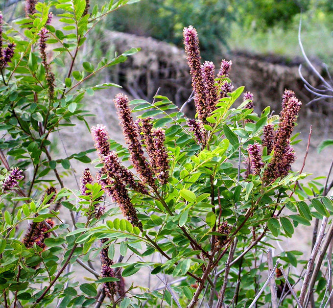 Изображение особи Amorpha fruticosa.