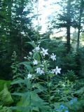 Gadellia lactiflora
