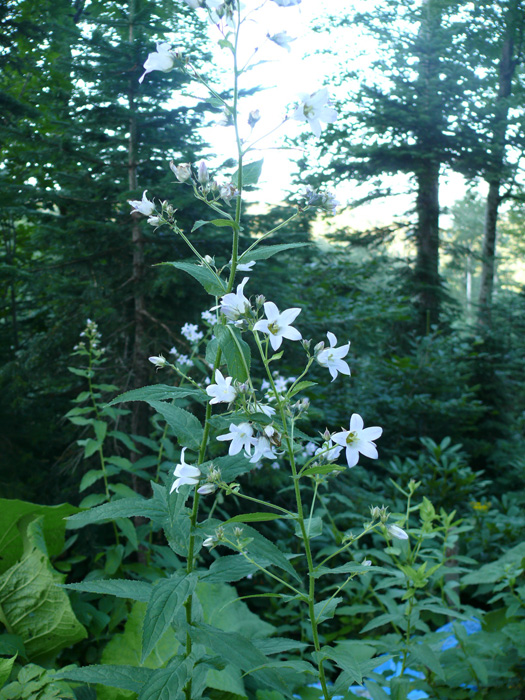 Image of Gadellia lactiflora specimen.