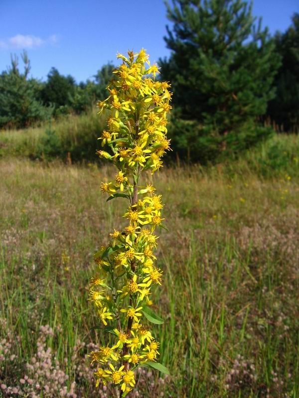 Image of Solidago virgaurea specimen.