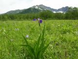 Iris setosa