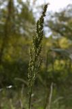 Echinochloa crus-galli. Верхушка соплодия. Новосибирск, 27.09.2009.