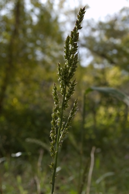 Image of Echinochloa crus-galli specimen.