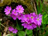 Primula cortusoides