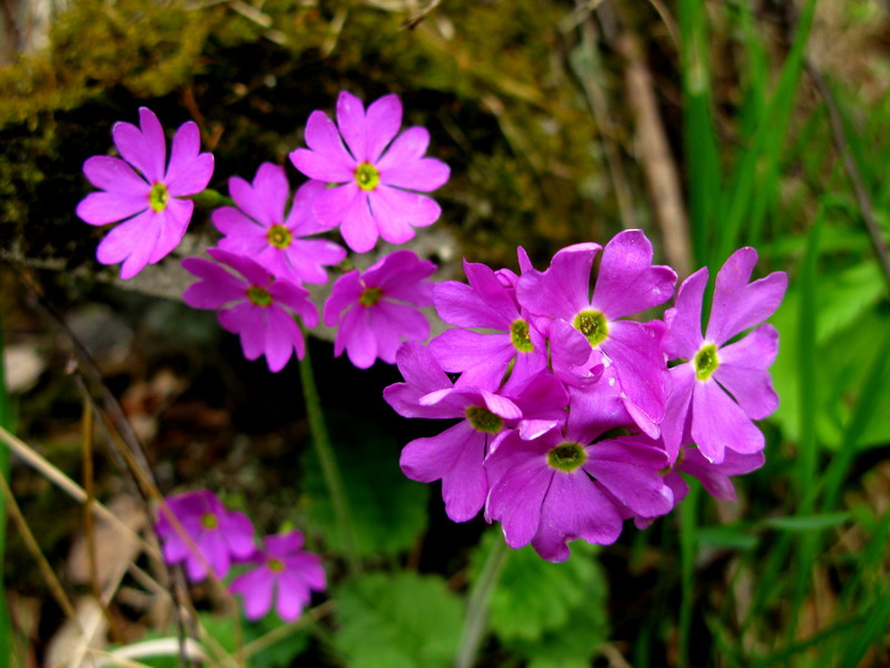 Image of Primula cortusoides specimen.