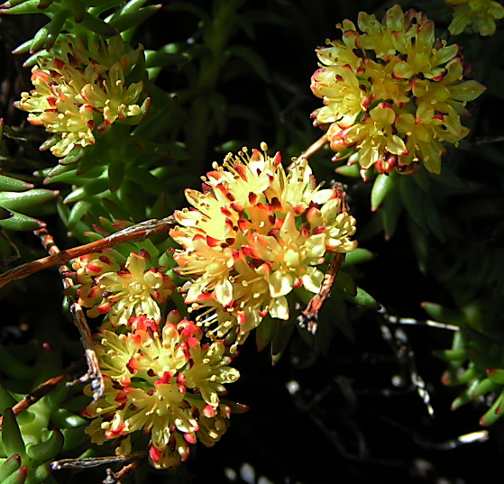 Image of Rhodiola quadrifida specimen.