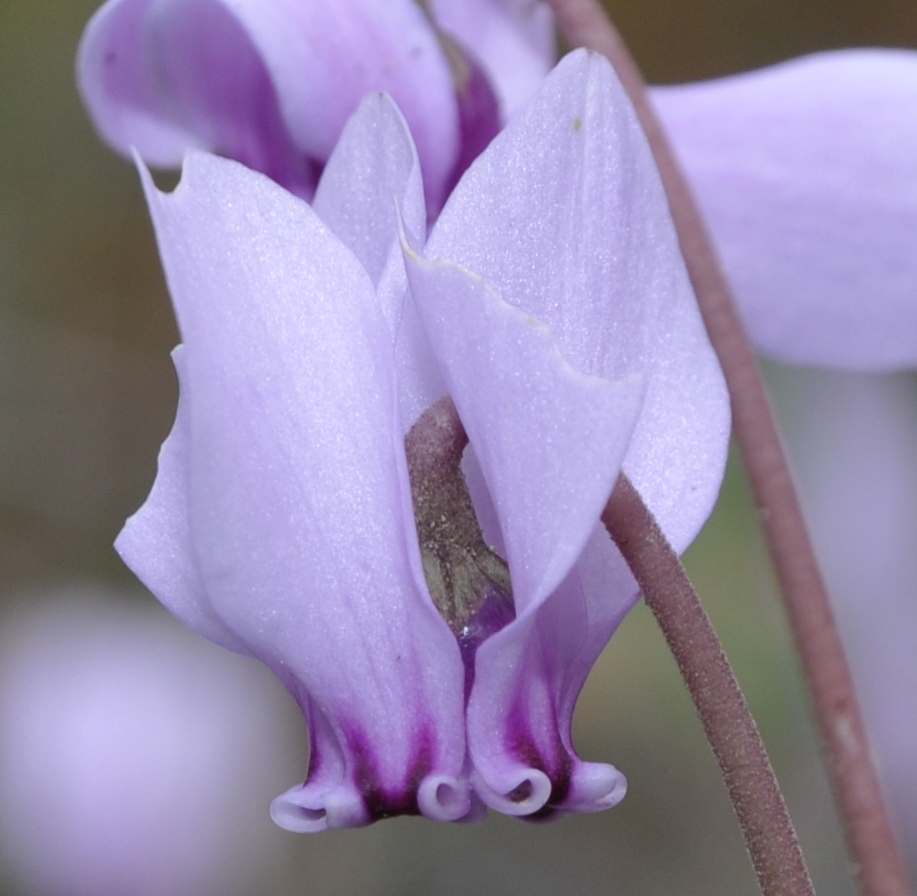 Image of Cyclamen hederifolium specimen.