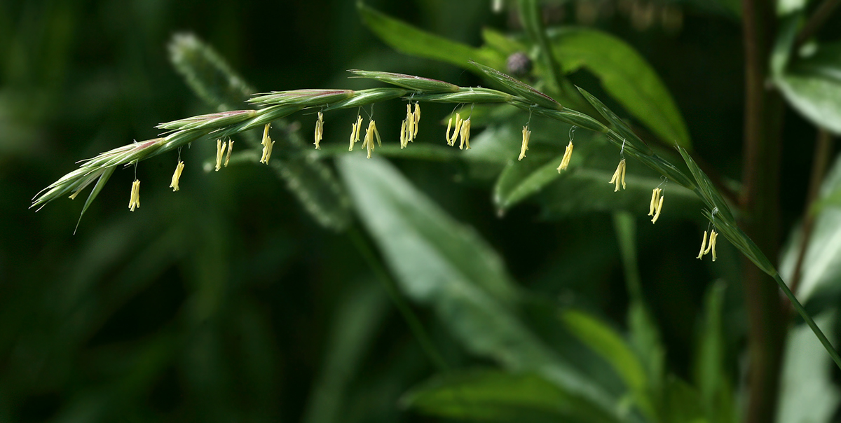 Изображение особи Elytrigia repens.