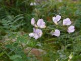 Vicia sylvatica. Верхушка побега с соцветием (повторное цветение). Карелия, п-ов Киндо, окрестности ББС МГУ. 11.09.2009.