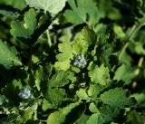 Chelidonium majus. Верхушка растения с развивающимся соцветием. Московская обл., Раменский р-н, окр. дер. Хрипань, садовый участок. 10.05.2015.