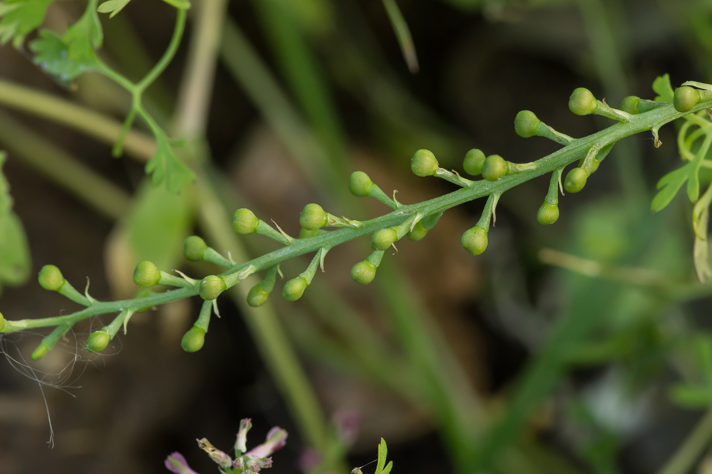 Изображение особи Fumaria officinalis.