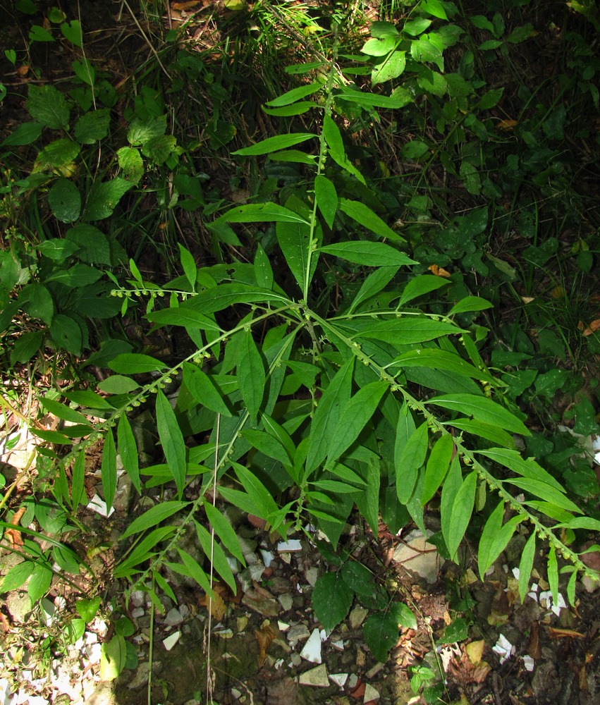 Image of Carpesium abrotanoides specimen.