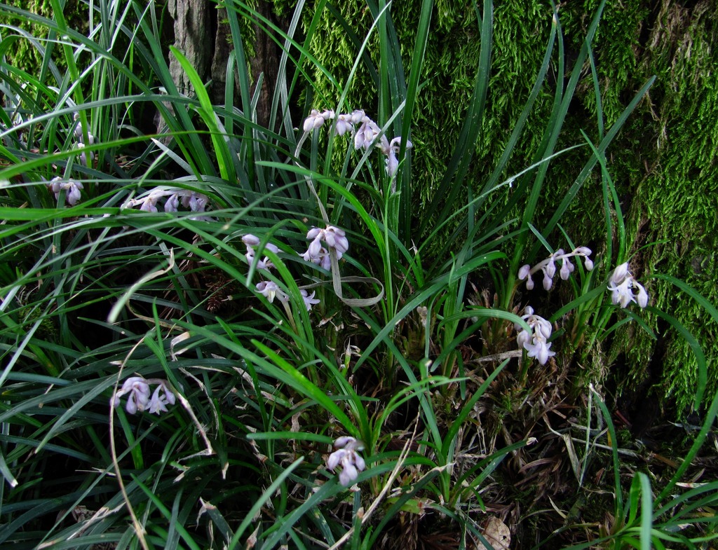 Изображение особи род Ophiopogon.