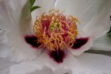 Paeonia suffruticosa. Центральная часть цветка. Крым, г. Симферополь, ботсад университета. 16.05.2015.